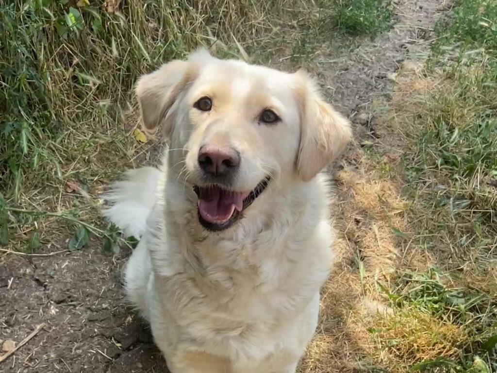 Beitragsbild Tierschutzhund Ella